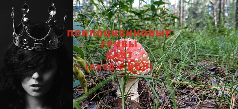 Псилоцибиновые грибы Psilocybine cubensis Верхнеуральск